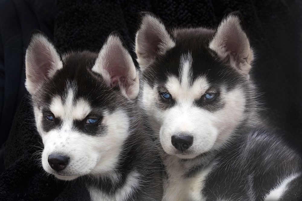 Siberian husky puppies close-up art print by Jaynes Gallery for $57.95 CAD
