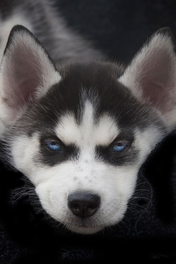Siberian husky puppy close-up art print by Jaynes Gallery for $57.95 CAD