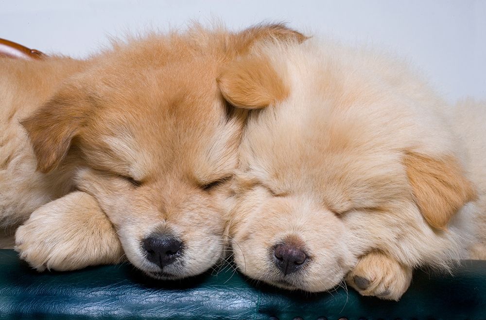 Close-up of two chow puppies sleeping art print by Jaynes Gallery for $57.95 CAD