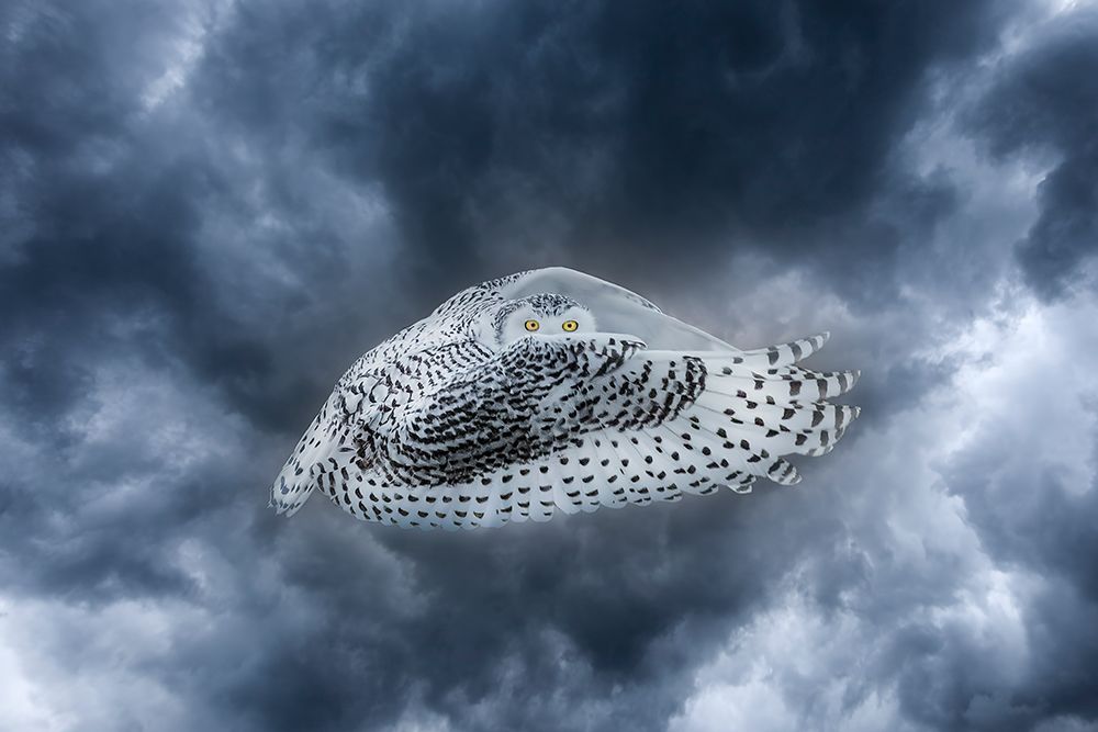Canada-Composite of female snowy owl in flight art print by Jaynes Gallery for $57.95 CAD