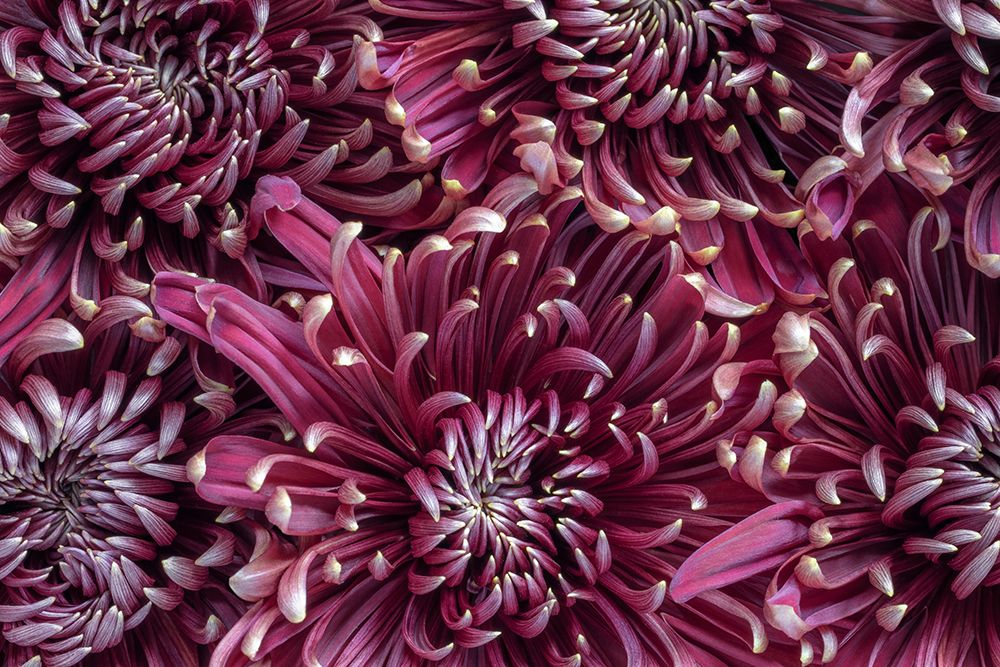 Chrysanthemums (mums). art print by Jaynes Gallery for $57.95 CAD