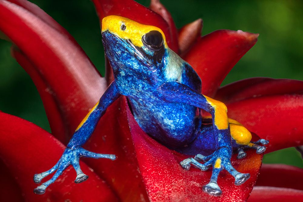 Close-up of poison dart frog on plant. art print by Jaynes Gallery for $57.95 CAD