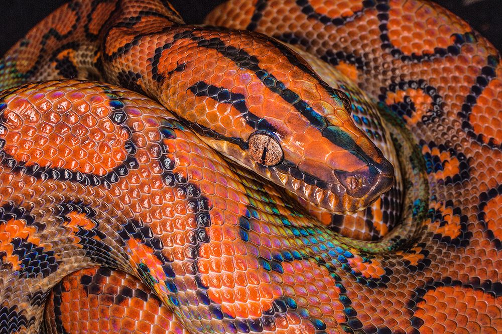 South America. Brazilian rainbow boa constrictor close-up. art print by Jaynes Gallery for $57.95 CAD