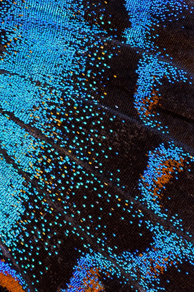 Red-spotted purple butterfly-Limenitis arthemis art print by Darrell Gulin for $57.95 CAD