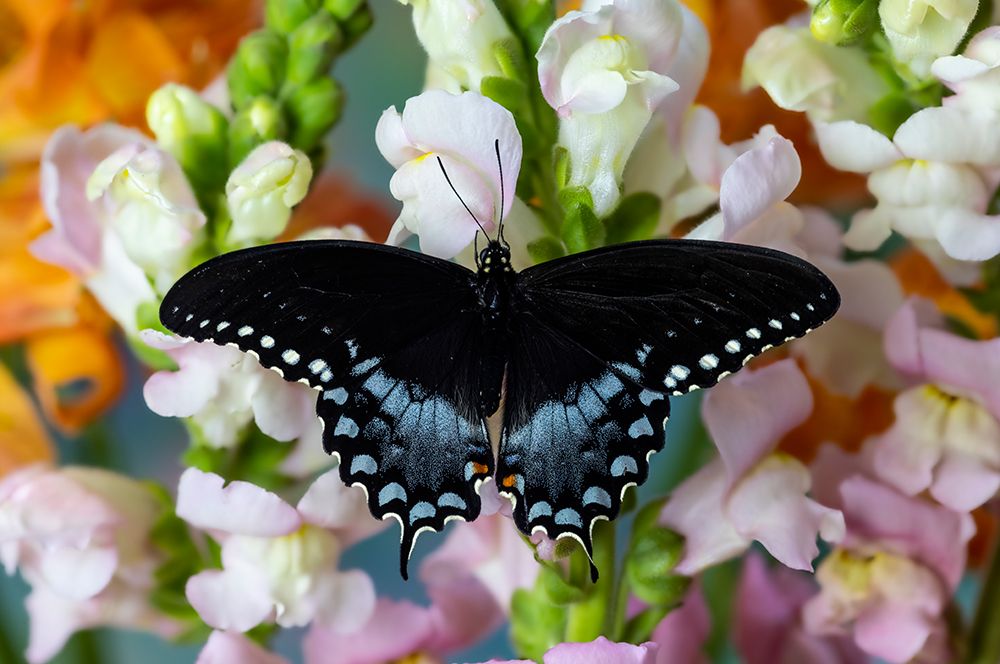 Spicebush butterfly on flowers of pink snapdragon. art print by Darrell Gulin for $57.95 CAD