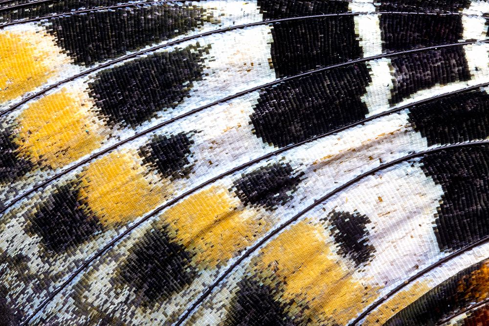 Butterfly wing close-up art print by Darrell Gulin for $57.95 CAD