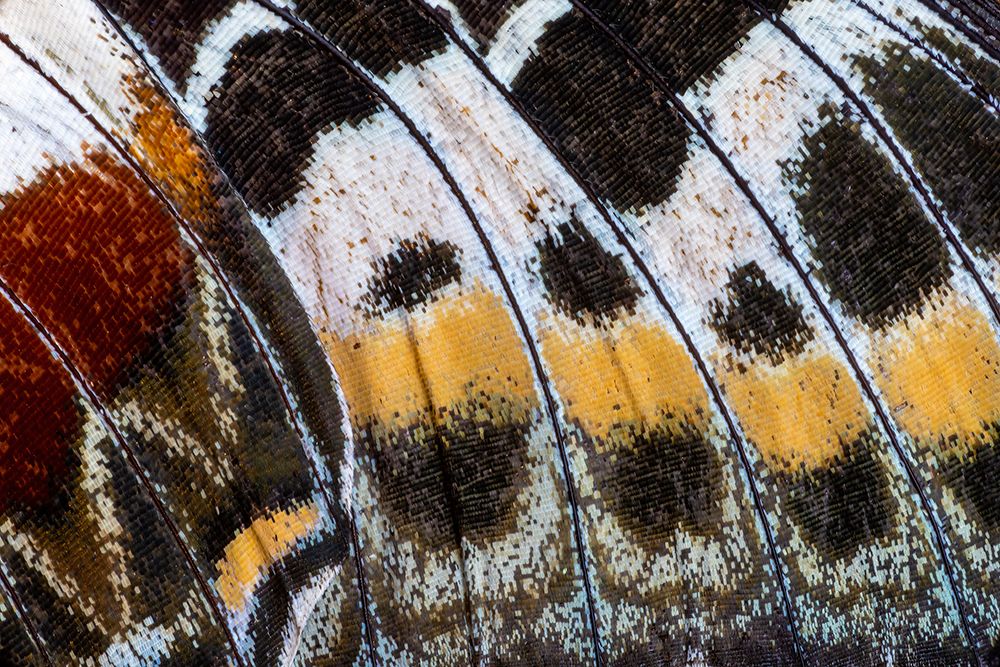 Butterfly wing close-up art print by Darrell Gulin for $57.95 CAD
