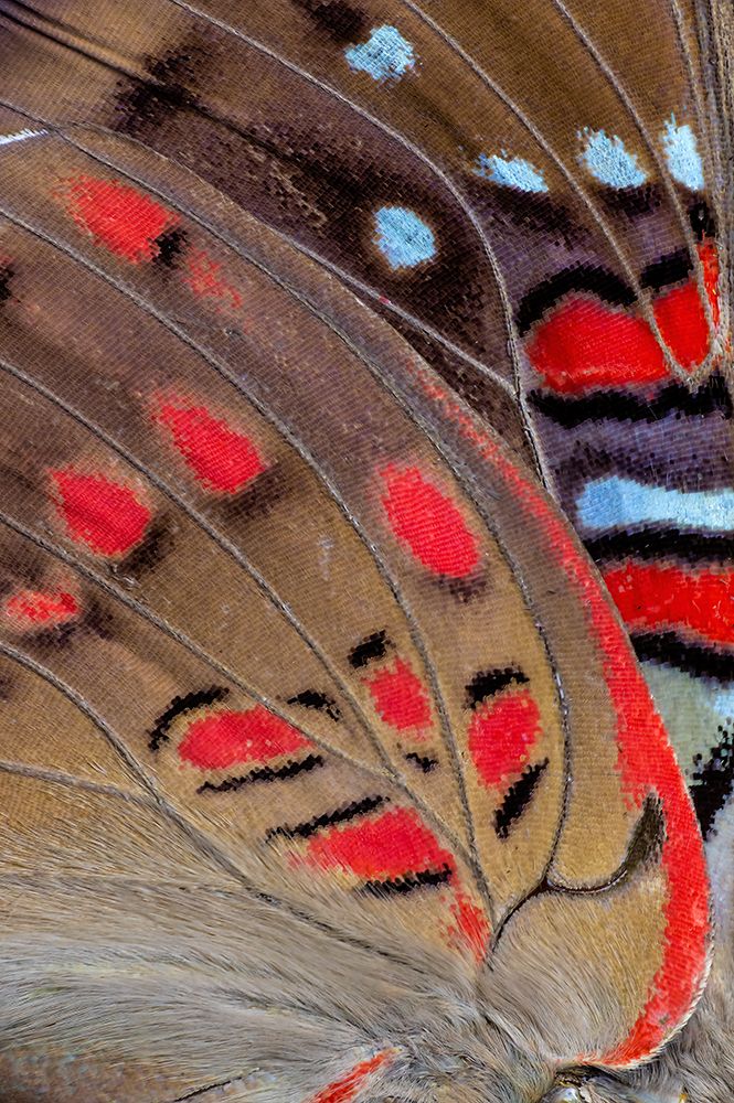 Butterfly wing close-up art print by Darrell Gulin for $57.95 CAD