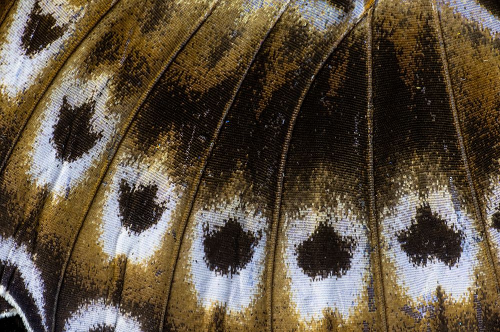 Butterfly wing close-up art print by Darrell Gulin for $57.95 CAD