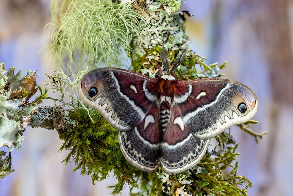Silk moth on mossy branch. art print by Darrell Gulin for $57.95 CAD