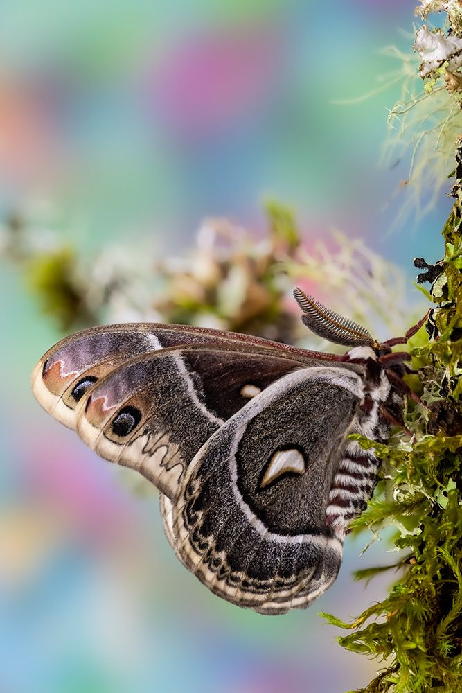 Silk moth on mossy branch. art print by Darrell Gulin for $57.95 CAD
