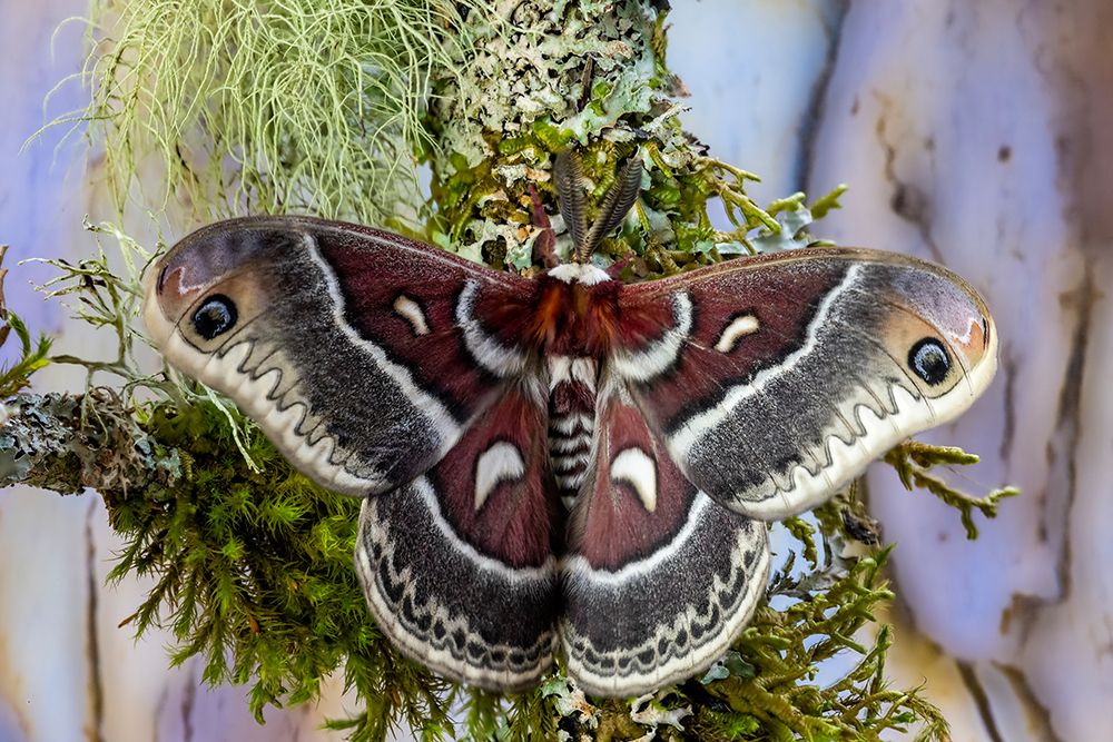 Silk moth on mossy branch. art print by Darrell Gulin for $57.95 CAD