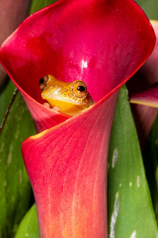 Reticulated clown tree frog resting in calla lily art print by Darrell Gulin for $57.95 CAD
