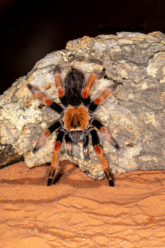 Red Rump Tarantula, Mexico art print by Darrell Gulin for $57.95 CAD