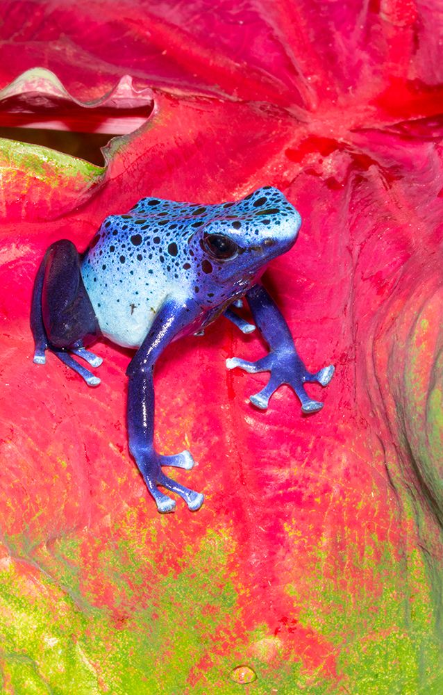 Blue dart frog, Surinam art print by Darrell Gulin for $57.95 CAD