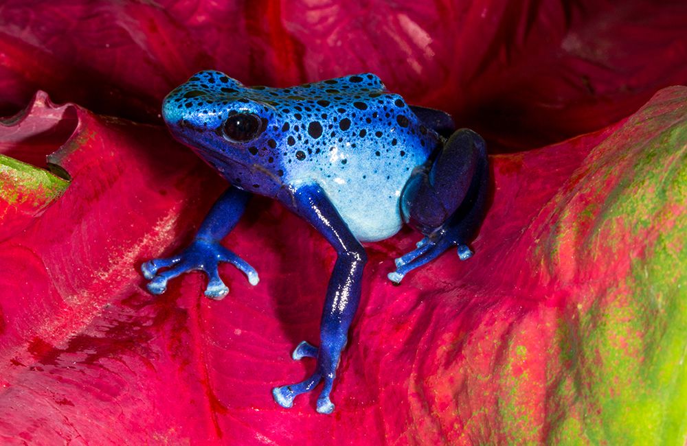 Blue dart frog, Surinam art print by Darrell Gulin for $57.95 CAD