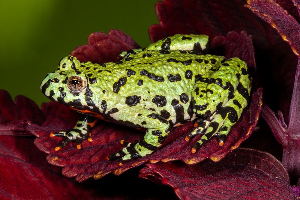 Fire-bellied toad. art print by Darrell Gulin for $57.95 CAD