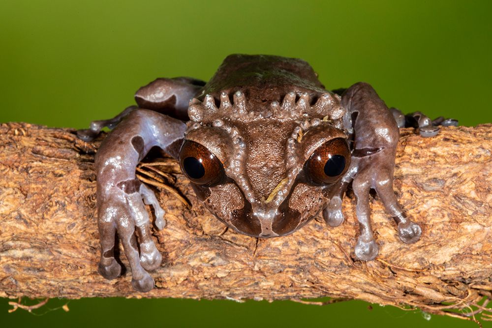 Crowned tree frog. art print by Darrell Gulin for $57.95 CAD