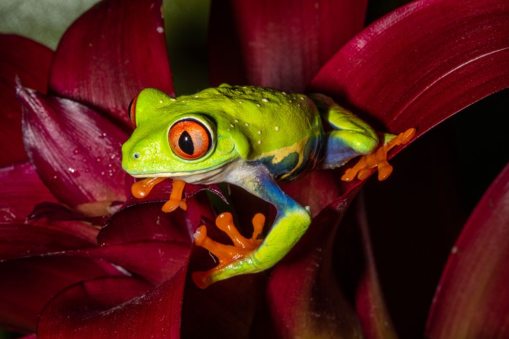 Red-eyed tree frog. art print by Darrell Gulin for $57.95 CAD