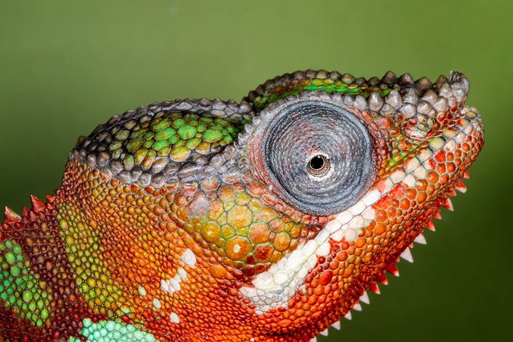 Male panther chameleon. art print by Darrell Gulin for $57.95 CAD
