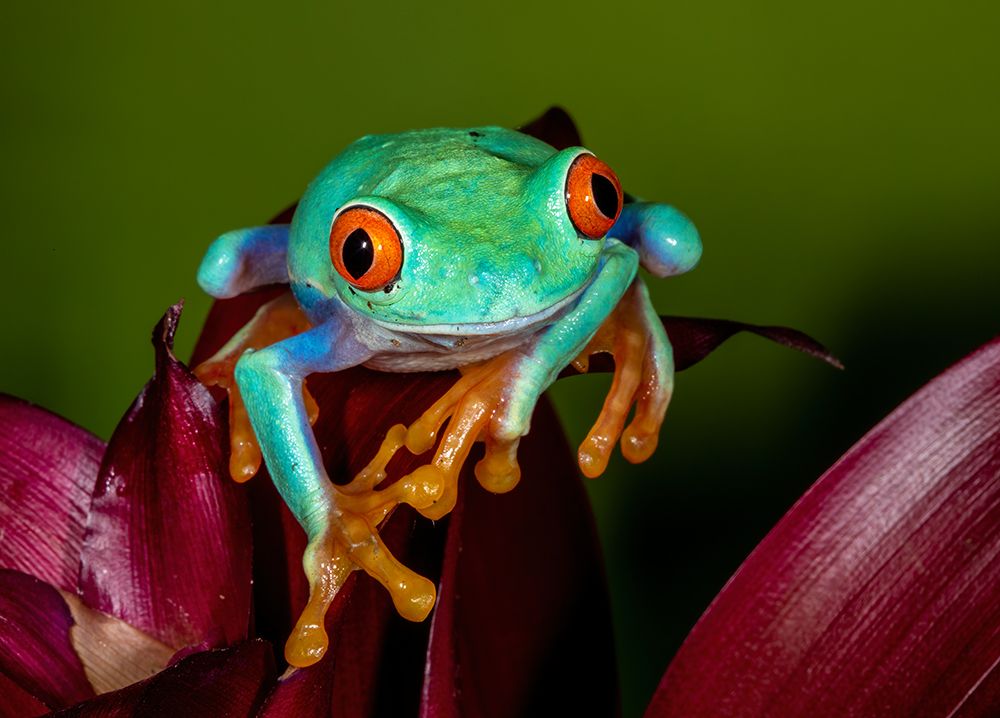 Red-eyed tree frog. art print by Darrell Gulin for $57.95 CAD