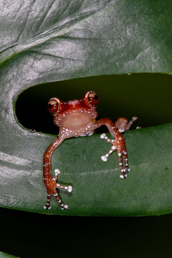 Cinnamon tree frog. art print by Darrell Gulin for $57.95 CAD