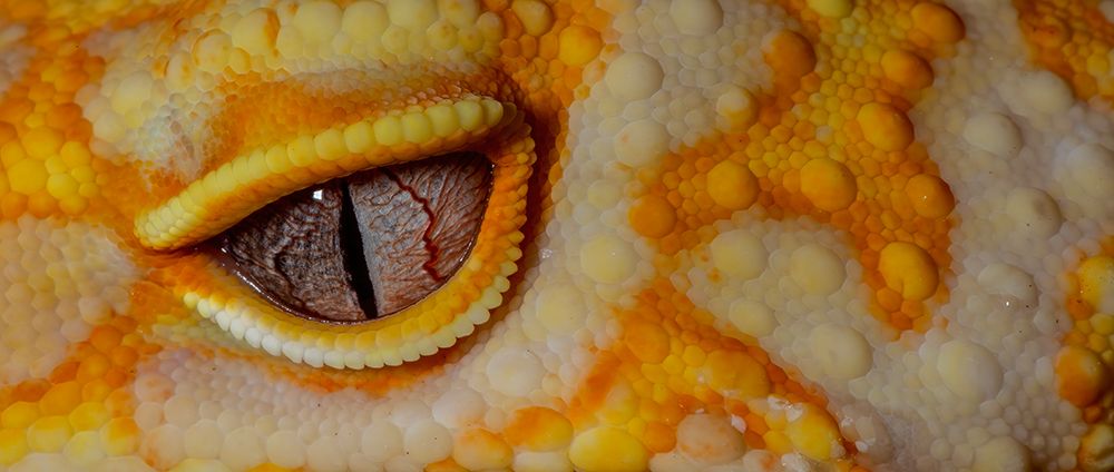 Leopard gecko (Albino). art print by Darrell Gulin for $57.95 CAD
