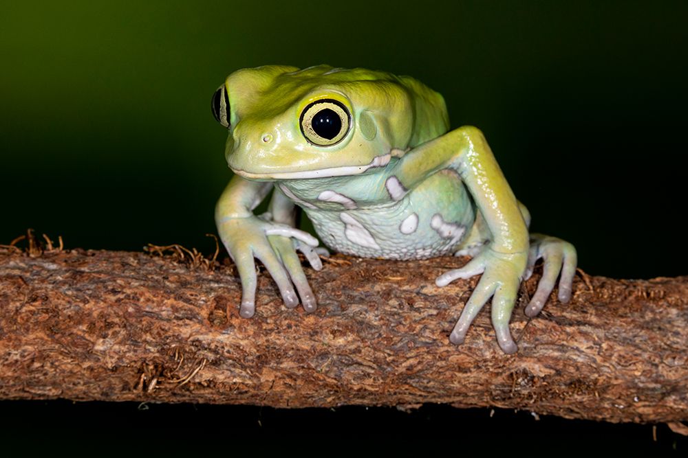 Waxy Monkey tree frog. art print by Darrell Gulin for $57.95 CAD
