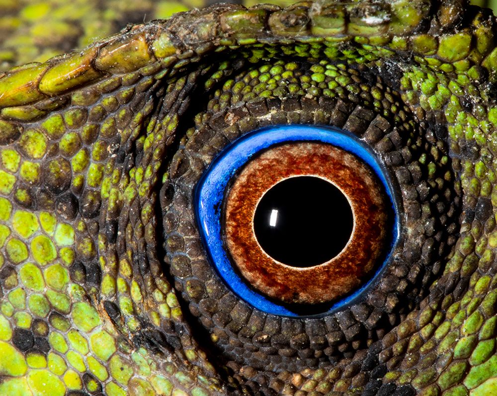 Javan hump-headed lizard. art print by Darrell Gulin for $57.95 CAD