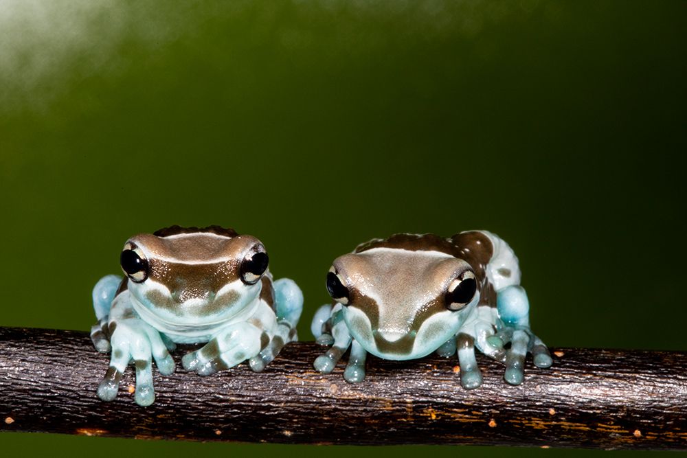 Amazon milk frog. art print by Darrell Gulin for $57.95 CAD