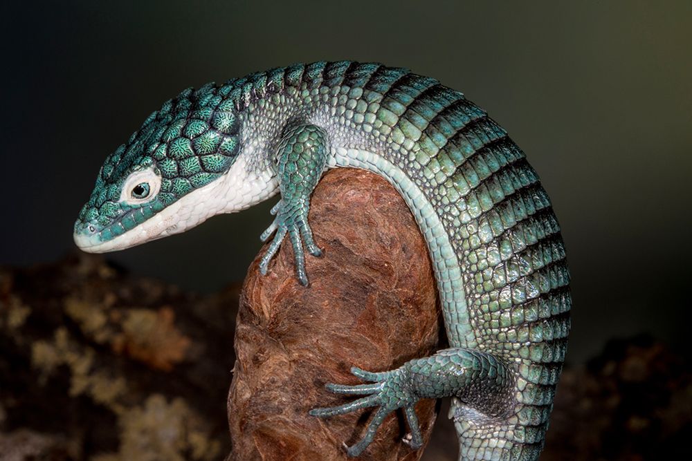 Mexican alligator lizard. art print by Darrell Gulin for $57.95 CAD