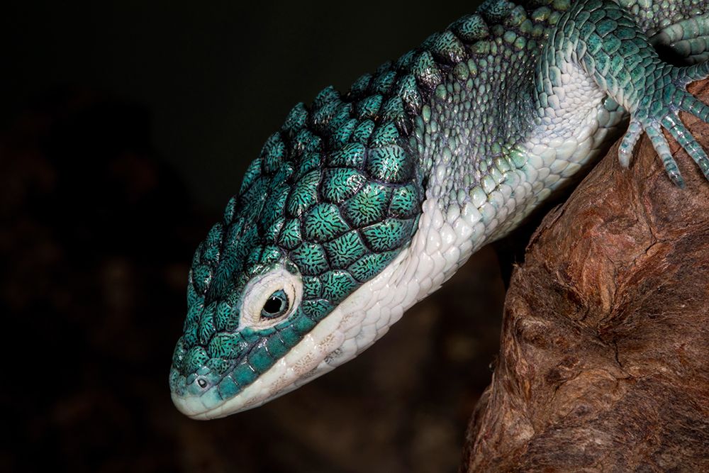 Mexican alligator lizard. art print by Darrell Gulin for $57.95 CAD