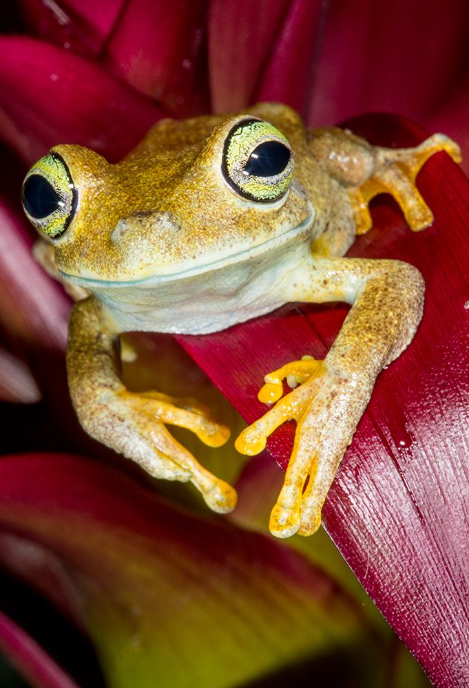 Emerald-eyed tree frog resting on bromeliad. art print by Darrell Gulin for $57.95 CAD