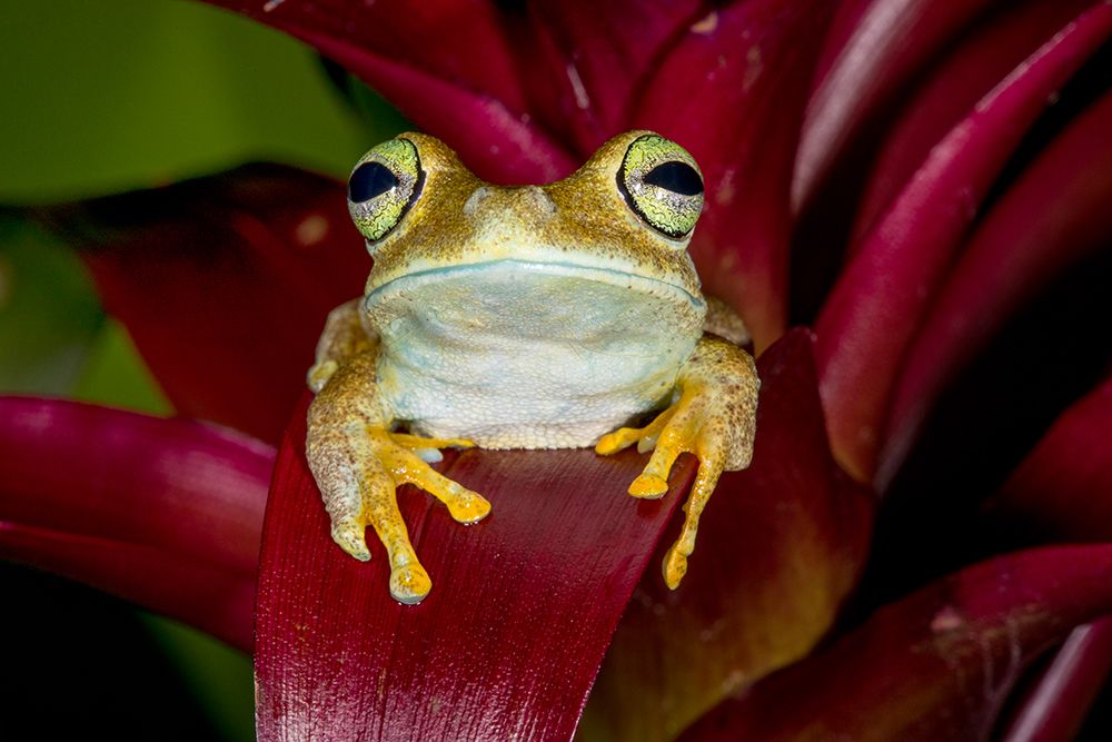Emerald-eyed tree frog resting on bromeliad. art print by Darrell Gulin for $57.95 CAD