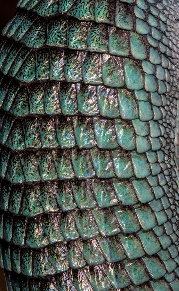 Mexican alligator lizard. art print by Darrell Gulin for $57.95 CAD