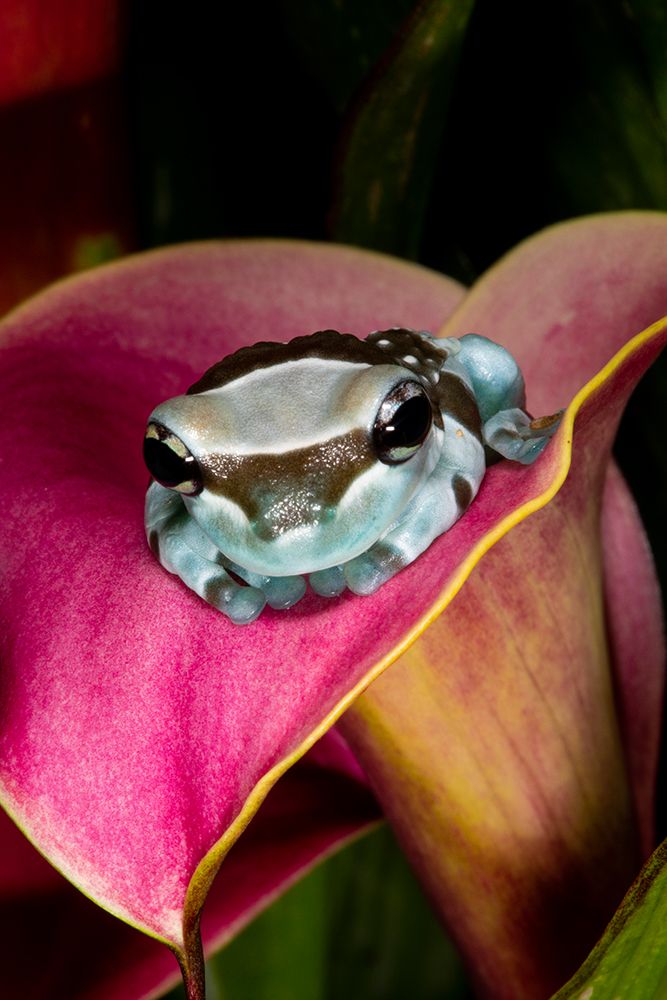 Amazon milk frog. art print by Darrell Gulin for $57.95 CAD