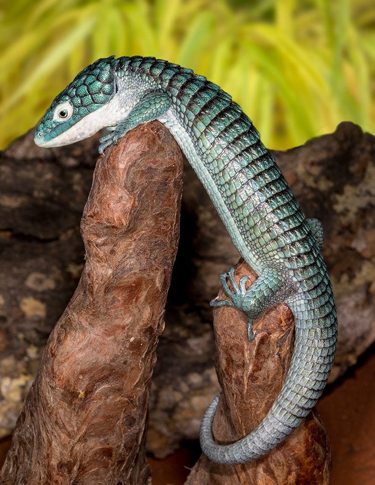 Mexican alligator lizard. art print by Darrell Gulin for $57.95 CAD