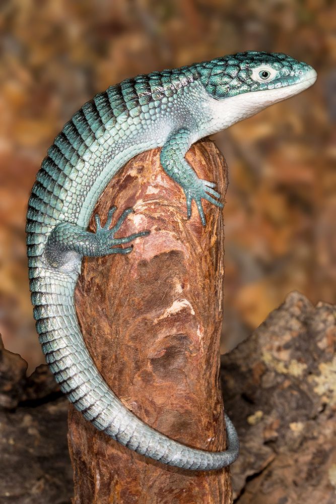 Mexican alligator lizard. art print by Darrell Gulin for $57.95 CAD