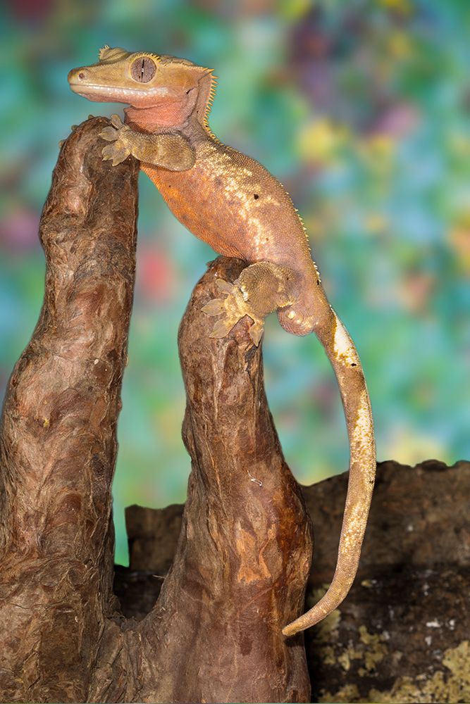 Crested gecko. art print by Darrell Gulin for $57.95 CAD