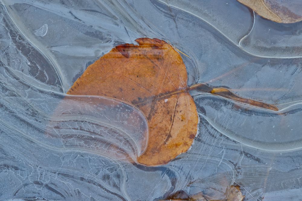 Fallen cottonwood leaf frozen in puddle of ice. art print by Darrell Gulin for $57.95 CAD