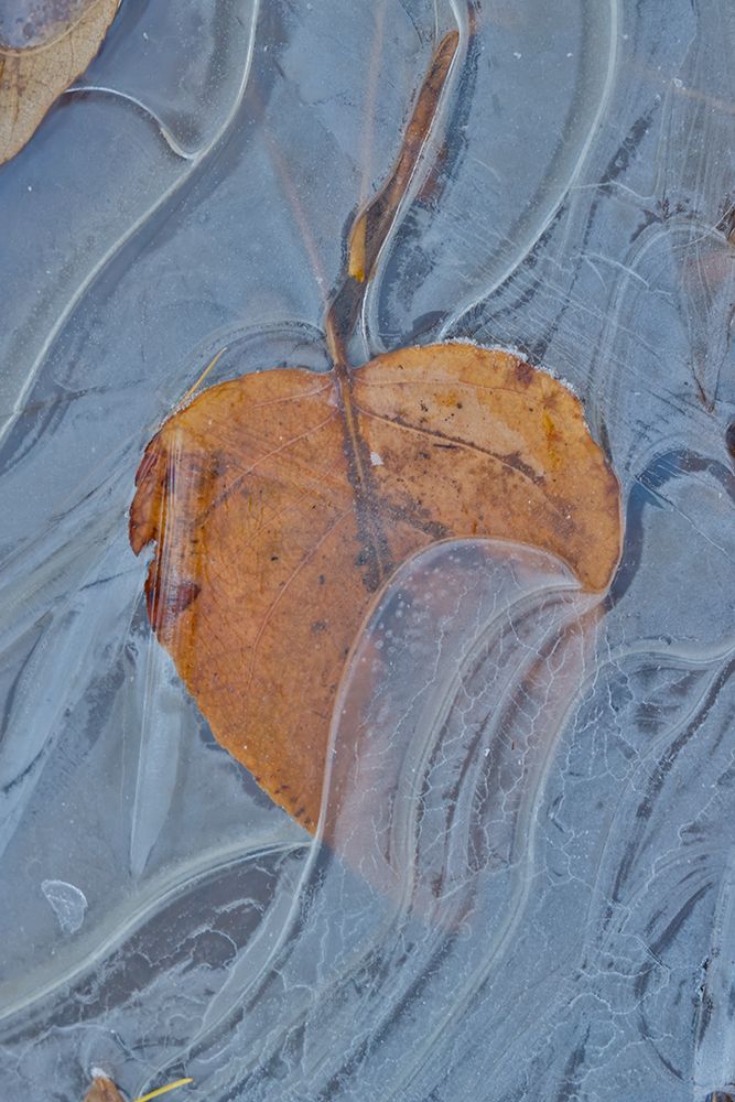 Fallen cottonwood leaf frozen in puddle of ice. art print by Darrell Gulin for $57.95 CAD