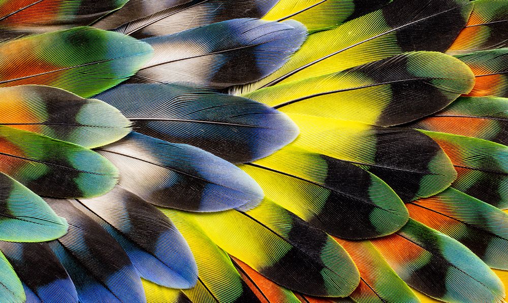 Lovebird tail feather design art print by Darrell Gulin for $57.95 CAD