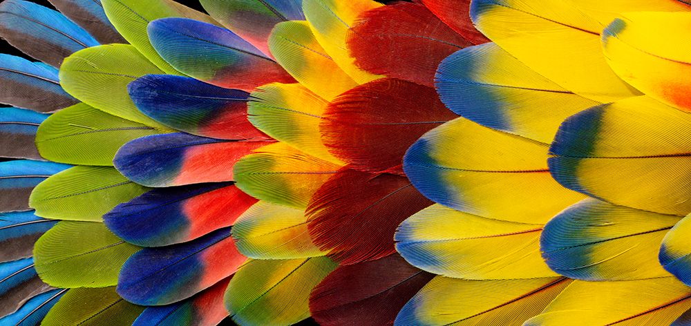 Feather design art print by Darrell Gulin for $57.95 CAD