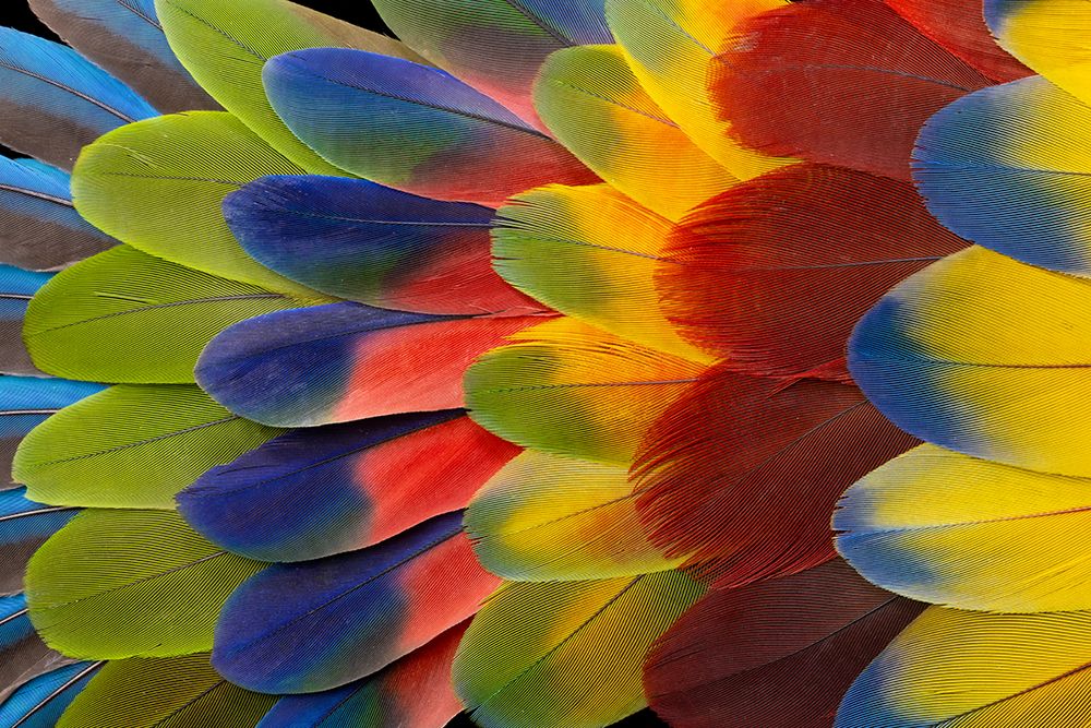 Feather design comprised of macaw feathers along with parrot feathers. art print by Darrell Gulin for $57.95 CAD