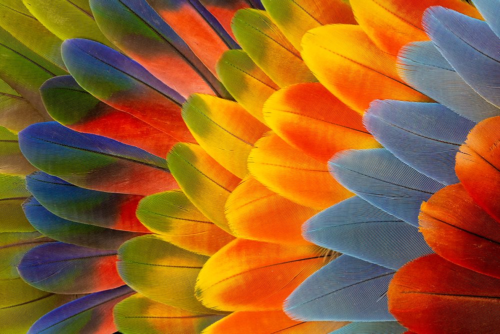 Feather design comprised of macaw feathers along with parrot feathers. art print by Darrell Gulin for $57.95 CAD