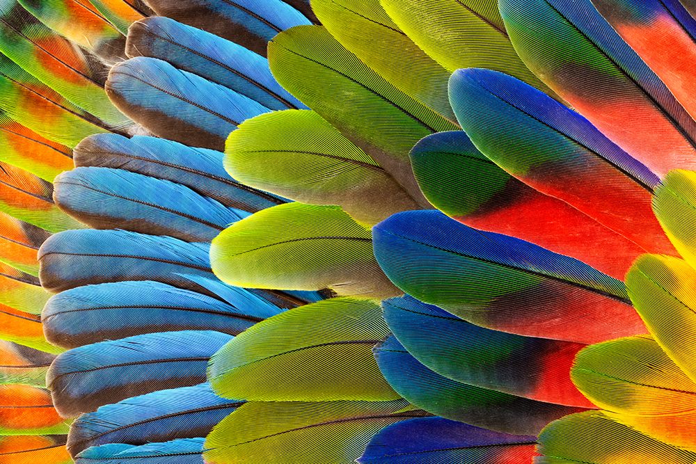 Feather design comprised of macaw feathers along with parrot feathers. art print by Darrell Gulin for $57.95 CAD