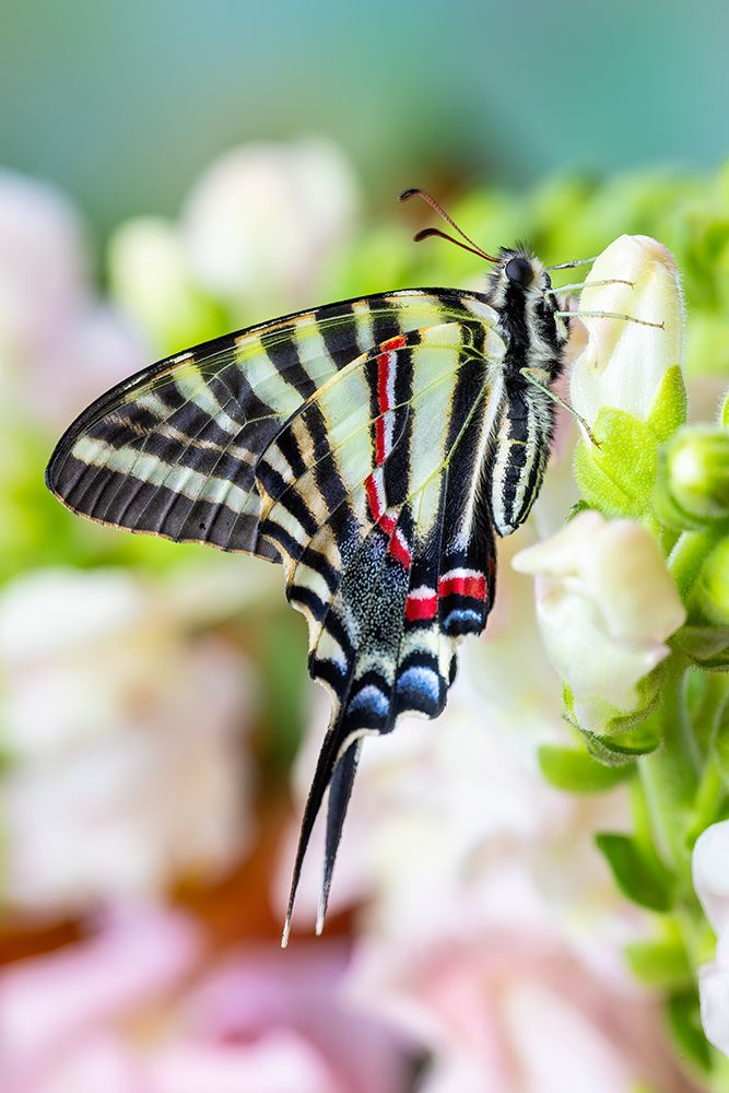 Zebra swallowtail butterfly, native to eastern US, resting on light pink snapdragon flowers art print by Darrell Gulin for $57.95 CAD