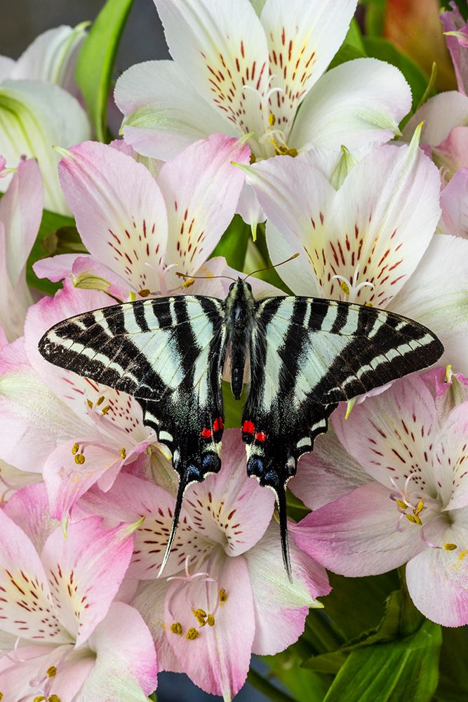 Zebra swallowtail butterfly, native to eastern US, on pink Peruvian lily flowers art print by Darrell Gulin for $57.95 CAD