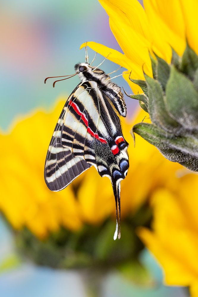 Zebra swallowtail butterfly, native to eastern US, on sunflowers art print by Darrell Gulin for $57.95 CAD