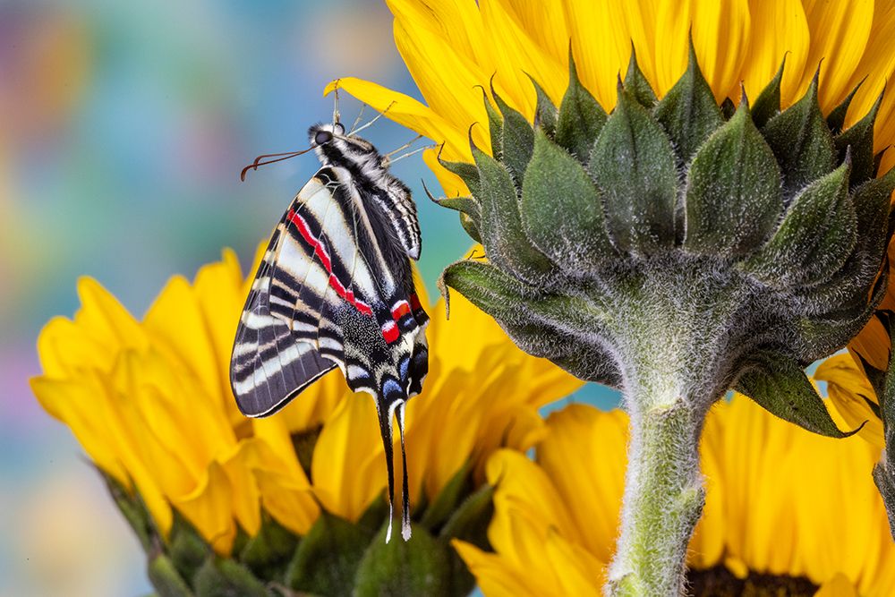 Zebra swallowtail butterfly, native to eastern US, on sunflowers art print by Darrell Gulin for $57.95 CAD